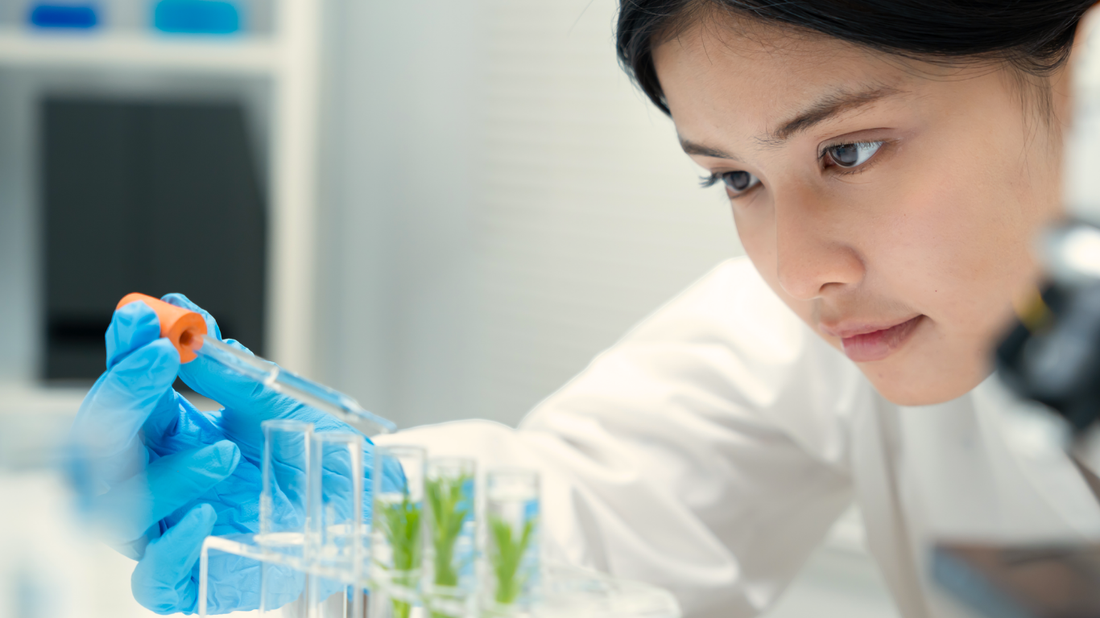 LOS ORGANISMOS MODIFICADOS GENÉTICAMENTE (GMO)